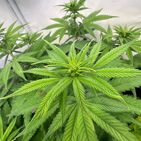 Blue Cheese growlog timeline photo