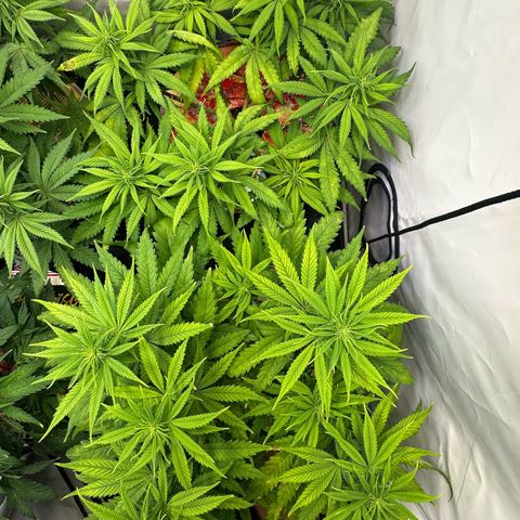 Blue Cheese growlog timeline photo