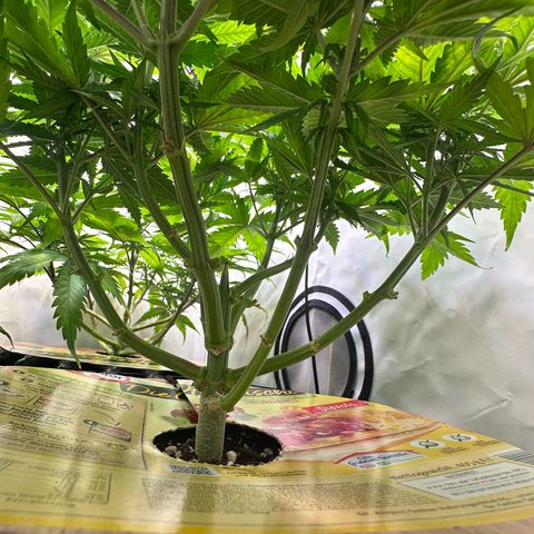 Blue Cheese growlog timeline photo