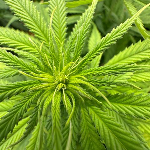 Blue Cheese growlog timeline photo
