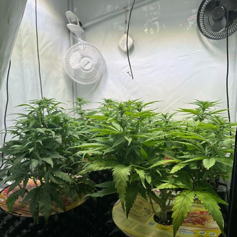 White Truffle Limited Edition  growlog timeline photo