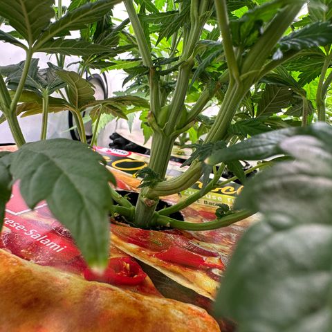 White Truffle Limited Edition  growlog timeline photo