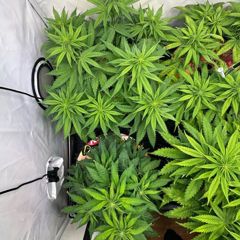 White Truffle Limited Edition  growlog timeline photo