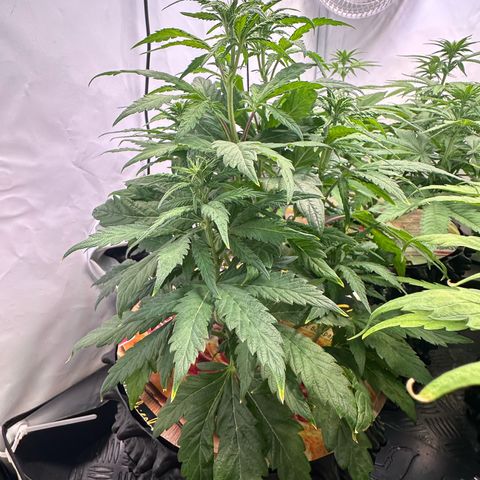 White Truffle Limited Edition  growlog timeline photo