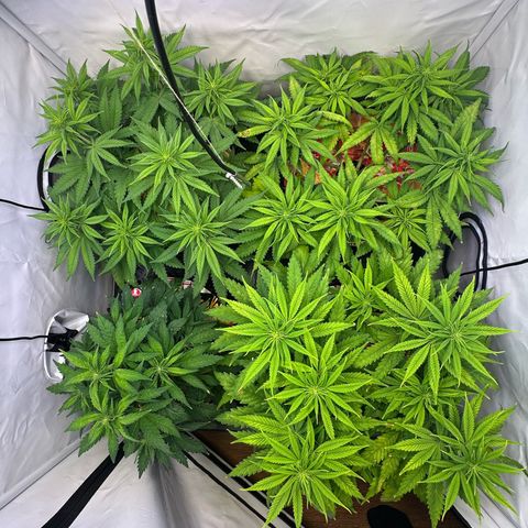 White Truffle Limited Edition  growlog timeline photo