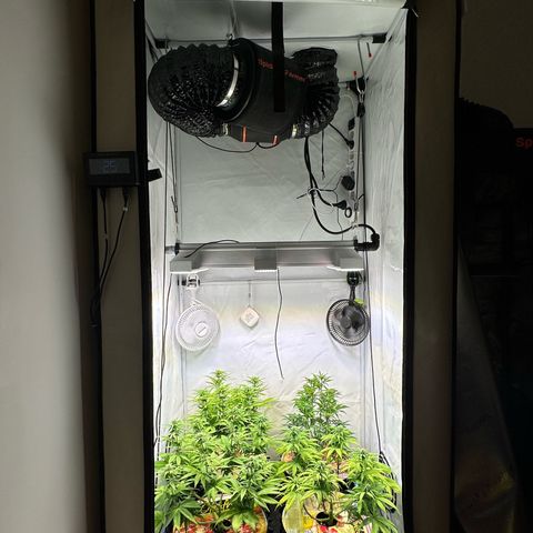 White Truffle Limited Edition  growlog timeline photo