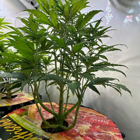 White Truffle Limited Edition  growlog timeline photo