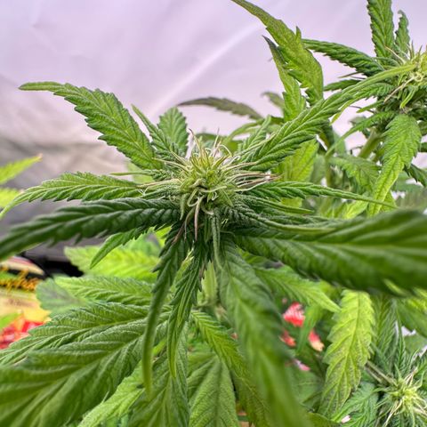 White Truffle Limited Edition  growlog timeline photo