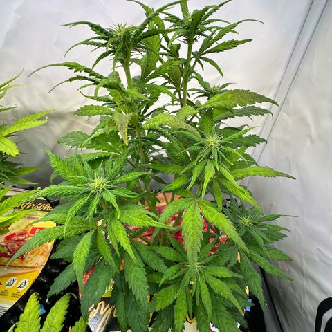 White Truffle Limited Edition  growlog timeline photo
