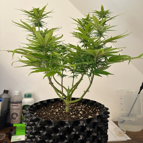 Blue Cheese growlog timeline photo
