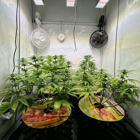 Blue Cheese growlog timeline photo
