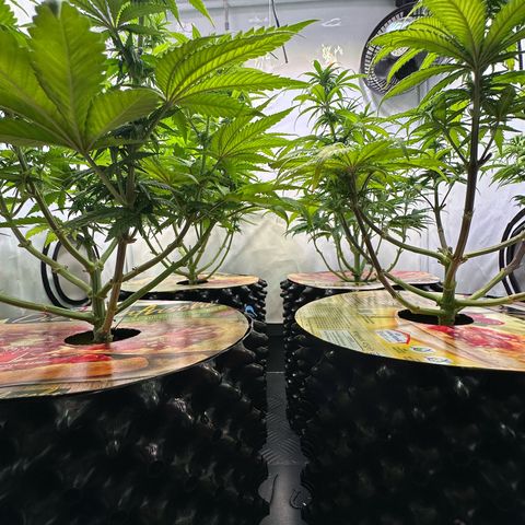Blue Cheese growlog timeline photo