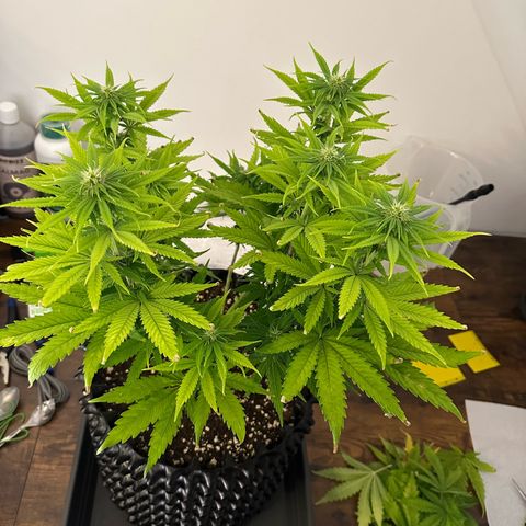 Blue Cheese growlog timeline photo