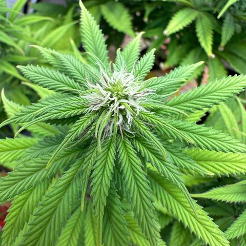 Blue Cheese growlog timeline photo