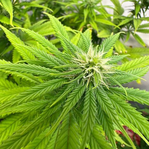 Blue Cheese growlog timeline photo