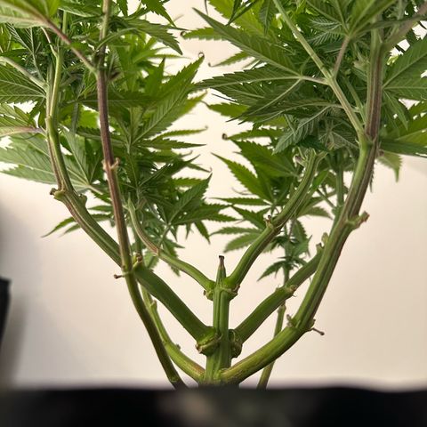 Blue Cheese growlog timeline photo