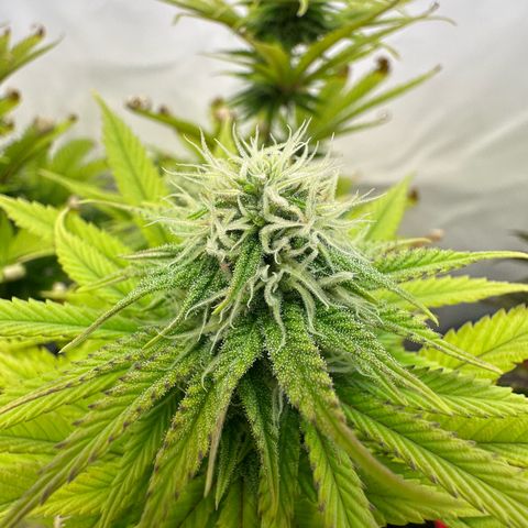 Blue Cheese growlog timeline photo