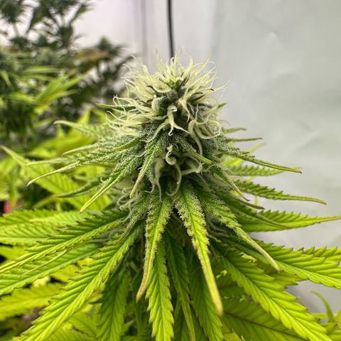 Blue Cheese growlog timeline photo