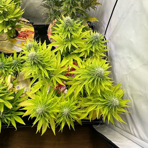 Blue Cheese growlog timeline photo