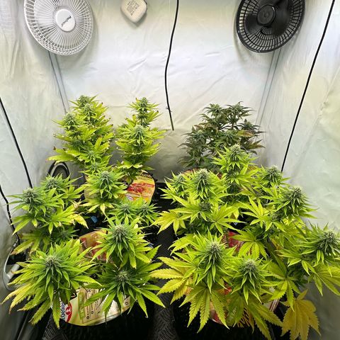 Blue Cheese growlog timeline photo