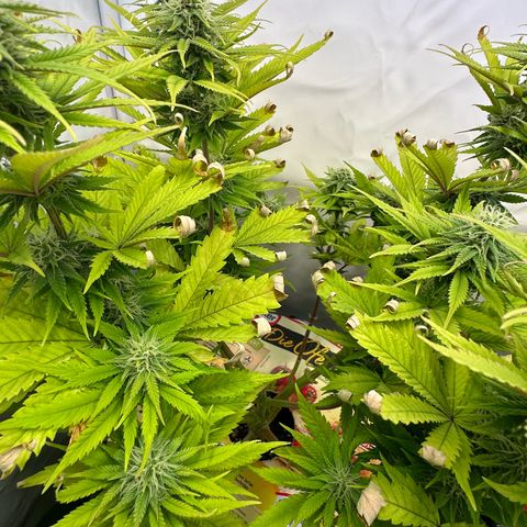 Blue Cheese growlog timeline photo