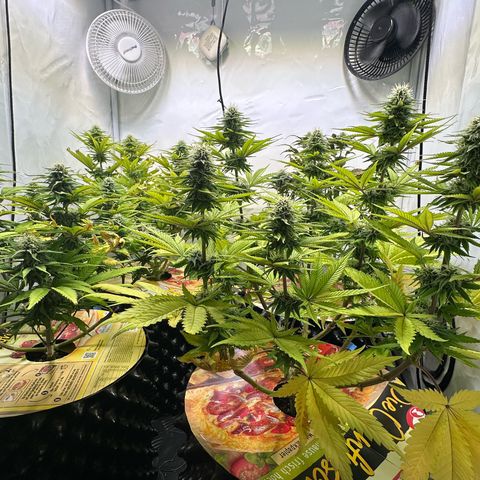 Blue Cheese growlog timeline photo