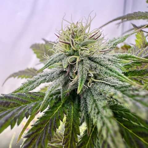 White Truffle Limited Edition  growlog timeline photo