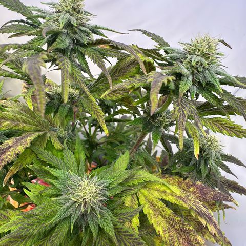 White Truffle Limited Edition  growlog timeline photo