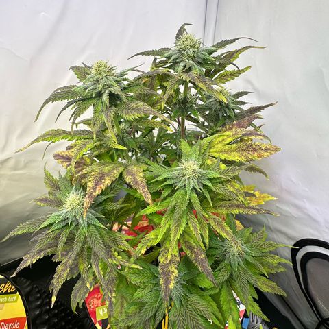 White Truffle Limited Edition  growlog timeline photo