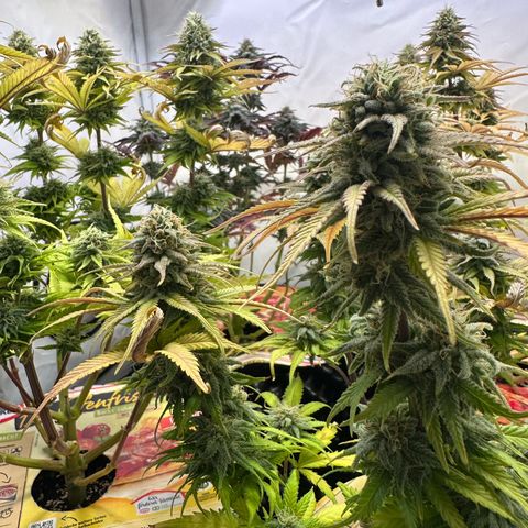 Blue Cheese growlog timeline photo