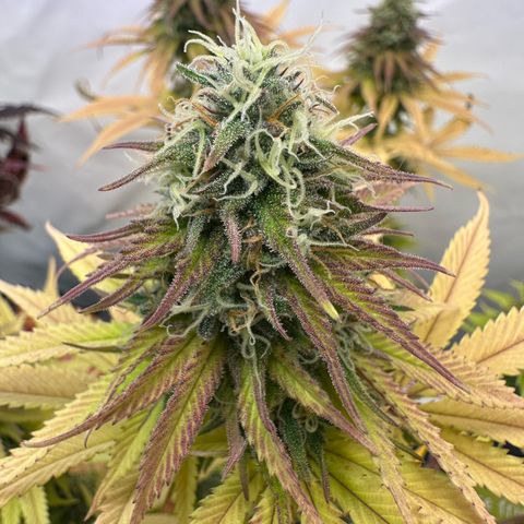 Blue Cheese growlog timeline photo