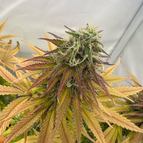 Blue Cheese growlog timeline photo