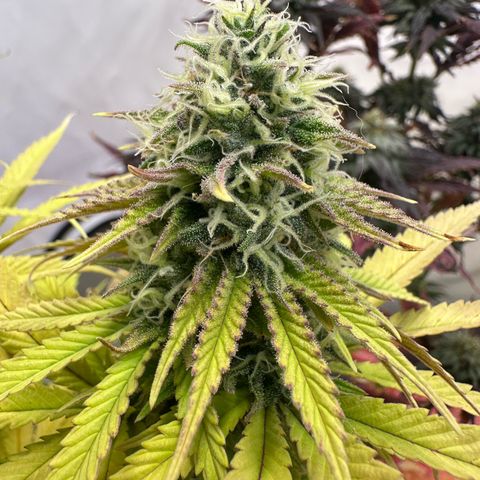 Blue Cheese growlog timeline photo