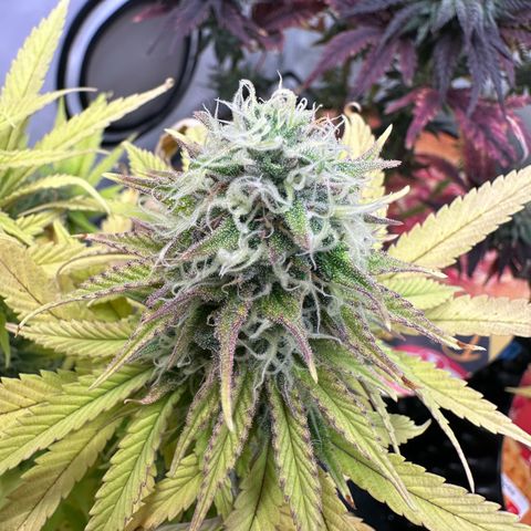 Blue Cheese growlog timeline photo