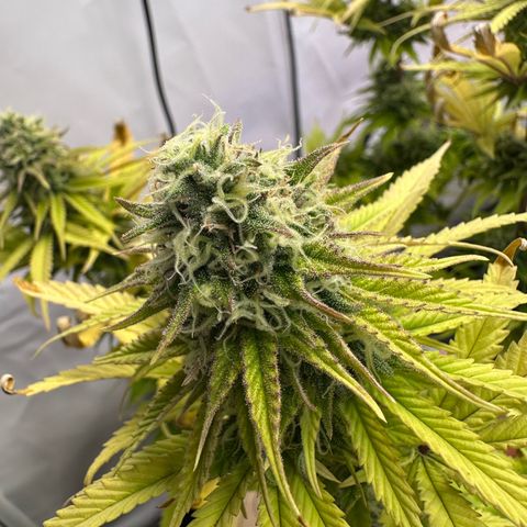 Blue Cheese growlog timeline photo