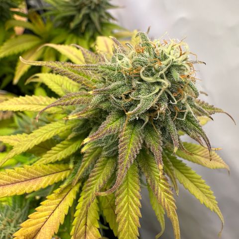 Blue Cheese growlog timeline photo