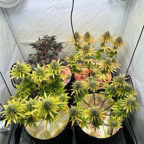 Blue Cheese growlog timeline photo