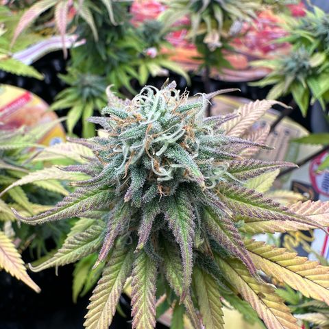Blue Cheese growlog timeline photo