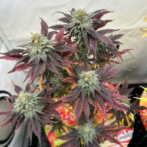 White Truffle Limited Edition  growlog timeline photo