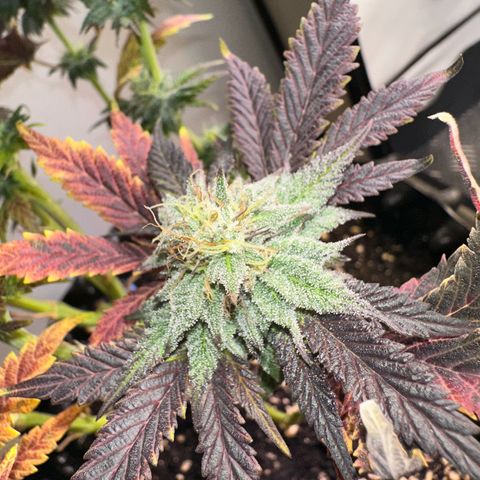 White Truffle Limited Edition  growlog timeline photo