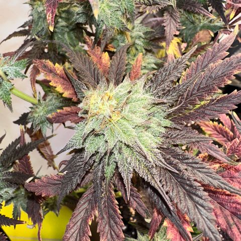 White Truffle Limited Edition  growlog timeline photo