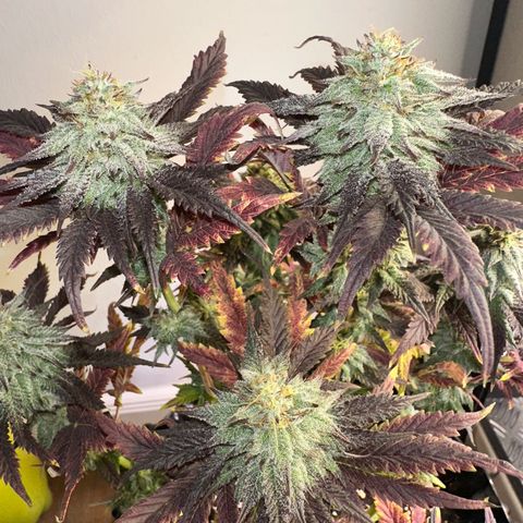 White Truffle Limited Edition  growlog timeline photo