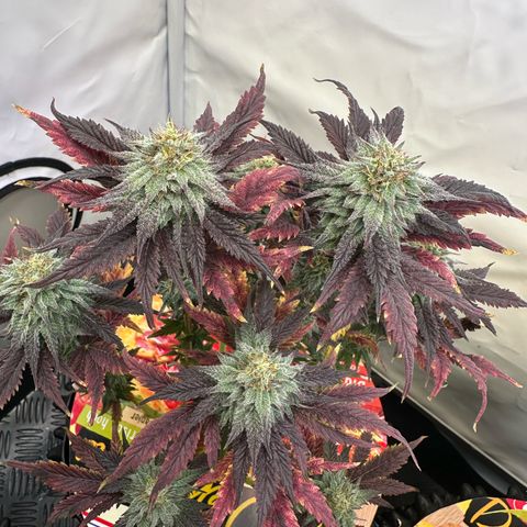White Truffle Limited Edition  growlog timeline photo
