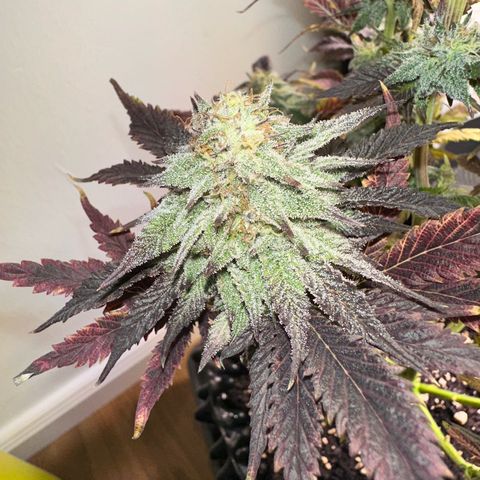 White Truffle Limited Edition  growlog timeline photo