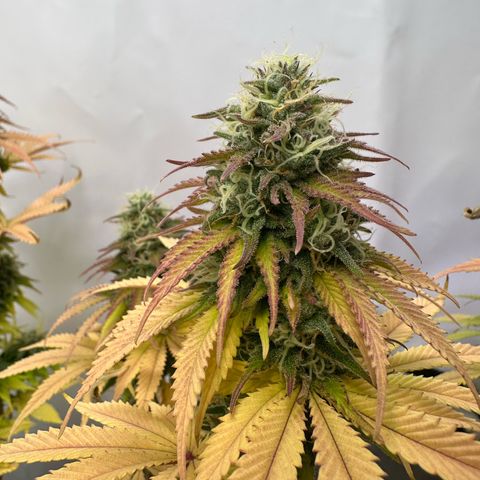 Blue Cheese growlog timeline photo