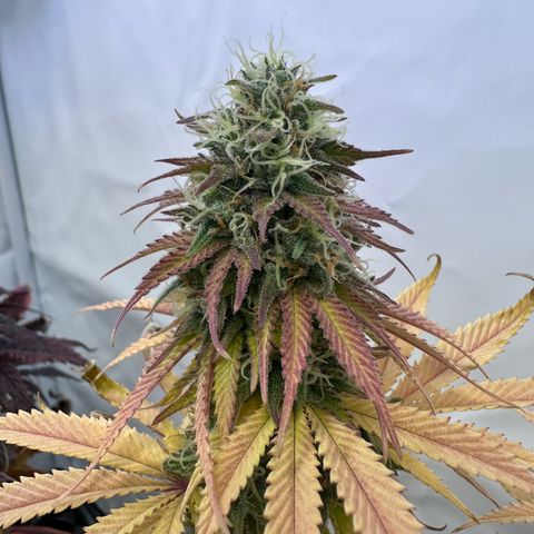 Blue Cheese growlog timeline photo