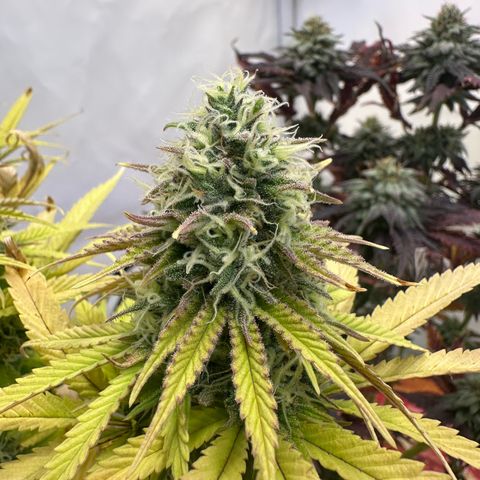 Blue Cheese growlog timeline photo