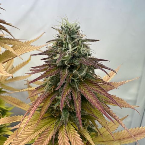 Blue Cheese growlog timeline photo