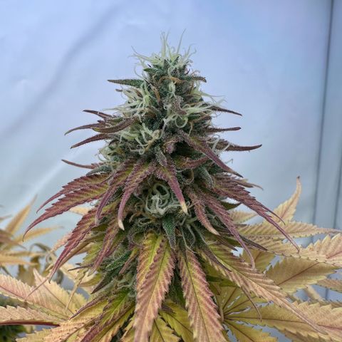 Blue Cheese growlog timeline photo