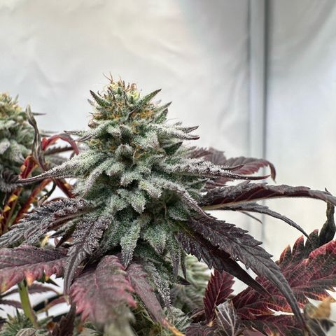 White Truffle Limited Edition  growlog timeline photo
